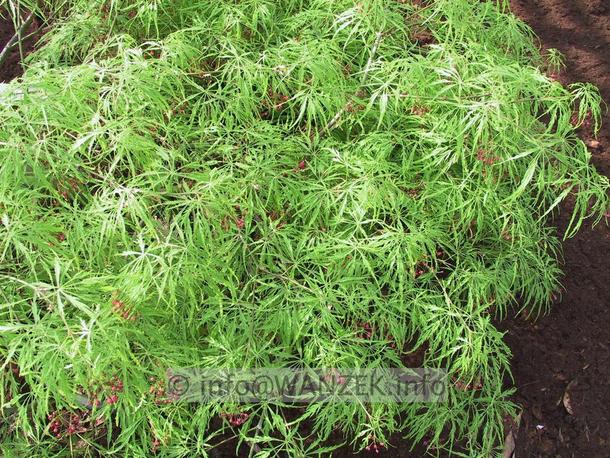 Acer palmatum Dissectum Viridis junges Laub2.JPG
